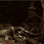 Ver una seta crecer sí que es un viaje alucinógeno