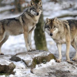 Matar lobos es malo para el ganado