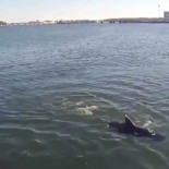 La Marina estadounidense revela su dron pescado espía