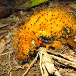 Un polluelo que imita a las orugas venenosas (para sobrevivir)