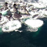 Ballenas jorobadas alimentándose