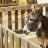 El ayuntamiento de Lucena (Córdoba) estudia actuar contra el presunto causante de la muerte de un burrito del Belén