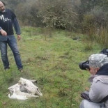 Veintiocho furtivos 'cazados' en internet