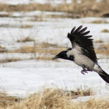 Los cuervos piensan, y se unen al club de humanos y primates