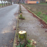 Asombro e incredulidad ciudadana por la tala de árboles en Astorga - León
