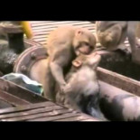 Un mono salva la vida de otro mono electrocutado entre las vías del tren en la India