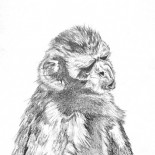 ¿Pueden ser justos los animales?