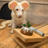 Cada invierno, este perro es disfrazado en diferentes animales