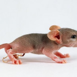 Espectaculares nacimientos reales de vírgenes [ENG]