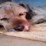 Pillo, el perro que vuelve a nacer tras pasar Nochebuena abandonado en un contenedor