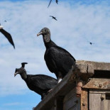 Hombre que donó su cadáver a la ciencia desentrañó misterio de cómo los buitres devoran un humano