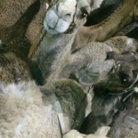 La Policía sanciona en Tenerife a dos vehículos por llevar quince dromedarios hacinados