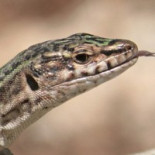 Urge redactor de artículos para varios blogs (0,80 € por artículo)