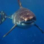 El Discovery Channel promete parar de mentirnos [ENG]