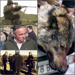 Lobo Marley: "La Junta de Castilla y León confirma que matará a los dos lobos que tenemos en propiedad"