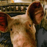 El TTIP, un peligro para los animales