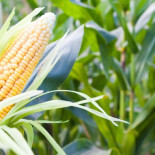 Un nuevo método de siembra podría hacer innecesarios los pesticidas