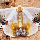 El único animal del mundo que pinta una escena en su cuerpo, Macrocilix maia