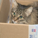 Una gata evita que un bebé muera congelado