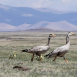 Los gansos índicos sobrevuelan el Himalaya con una estrategia insospechada