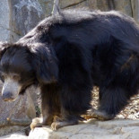 Lista de los animales que se extinguieron en el año 2014 (ENG)