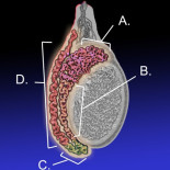 Frenando una epididimitis crónica... ¡Ohhhhhmmmmm!
