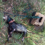 Atan un bloque de hormigón a un perro y lo lanzan a una acequia