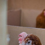 La industria de las aves: 41 días, 15 centímetros