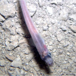 Este pez vive donde parecía imposible: bajo 740m de hielo en Antártida