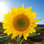 Autoconsumo eléctrico: una opción posible e imparable