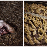 Impactante investigación revela brutal maltrato a patos para Navidad