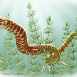 ¿Qué fue primero, la cabeza o el cuerpo de la serpiente?