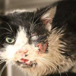 Gato atropellado se abre paso con las uñas y sale de su tumba 5 días después de ser enterrado [EN]