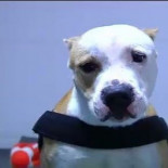 Yak, paralítico por la paliza que le dieron, busca una familia que lo adopte