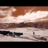 Al rescate del ganado en Babia