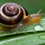 Breves consejos para montar una granja de cría de caracoles