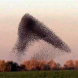 La espectacular murmuración del estornino