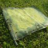 Técnica de recogida de caracoles a cámara rápida