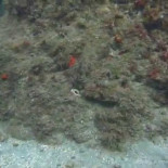 Submarinista graba esta increíble técnica de camuflaje de un pulpo