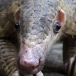 El mamífero más traficado del mundo que pocos conocen