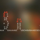 Descifran el código vírico que regula el resfriado y otras infecciones virales comunes
