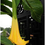 Un jardín 100% natural, 100% venenoso