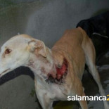 Oleada de galgos con el cuello rajado para extraerles el microchip