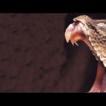 La víbora cola de araña