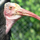 Ibis: un pájaro egipcio sagrado y feo pero muy “limpio”