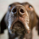 Cómo los perros "ven" con la nariz