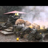 Jacuzzi para capibaras