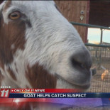Una cabra ayuda a capturar a un fugitivo buscado por abuso animal en Texas [EN]