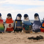 Con 109 años el hombre más viejo de Australia teje pequeños jerséis a pingüinos enfermos