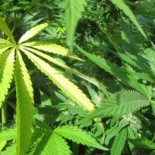 Descubren por qué la marihuana despierta el apetito